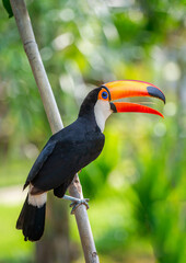 Portrait of Toco toucan (Ramphastos toco) with a big colored beak. Close-up. Brazil. Pantanal.
