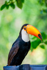 Portrait of Toco toucan (Ramphastos toco) with a big colored beak. Close-up. Brazil. Pantanal.
