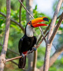 Toco toucan (Ramphastos toco) is sitting on a tree branch. Brazil. Pantanal.
