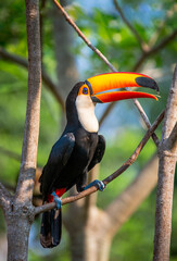 Toco toucan (Ramphastos toco) is sitting on a tree branch. Brazil. Pantanal.
