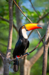 Toco toucan (Ramphastos toco) is sitting on a tree branch. Brazil. Pantanal.

