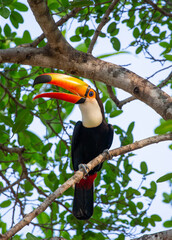 Toco toucan (Ramphastos toco) is sitting on a tree branch. Brazil. Pantanal.
