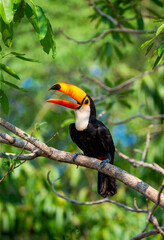 Toco toucan (Ramphastos toco) is sitting on a tree branch. Brazil. Pantanal.
