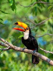 Naklejka premium Toco toucan (Ramphastos toco) is sitting on a tree branch. Brazil. Pantanal. 