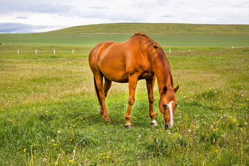 Rural scene of one sorrel colored horse standing in an empty pasture grazing on the lush green...