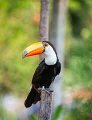 Portrait of Toco toucan (Ramphastos toco) with a big colored beak. Close-up. Brazil. Pantanal.
