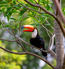 Toco toucan (Ramphastos toco) is sitting on a tree branch. Brazil. Pantanal.
