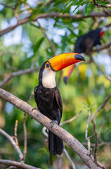 Toco toucan (Ramphastos toco) is sitting on a tree branch. Brazil. Pantanal.

