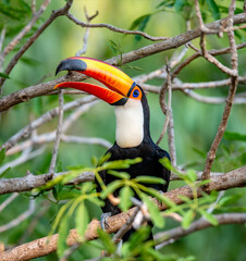 Toco toucan (Ramphastos toco) is sitting on a tree branch. Brazil. Pantanal.
