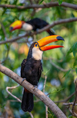 Toco toucan (Ramphastos toco) is sitting on a tree branch. Brazil. Pantanal.
