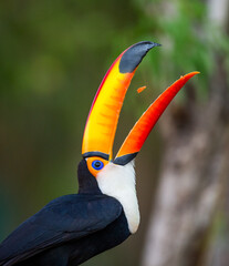 Toco toucan (Ramphastos toco) is eating fruit on a tree branch. Brazil. Pantanal.