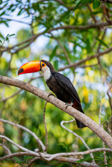 Toco toucan (Ramphastos toco) is sitting on a tree branch. Brazil. Pantanal.