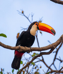 Toco toucan (Ramphastos toco) is sitting on a tree branch. Brazil. Pantanal.