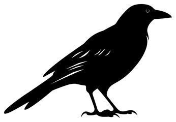 Obraz premium PNG Crow silhouette blackbird agelaius.