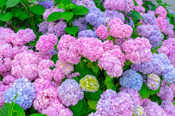 tenderness of colorful hydrangea plant in a garden pink lila blue