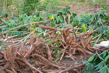 Harvesting cassava in the rice fields, cassava is the basic ingredient for various foods