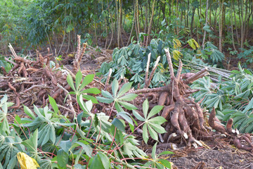 Harvesting cassava in the rice fields, cassava is the basic ingredient for various foods