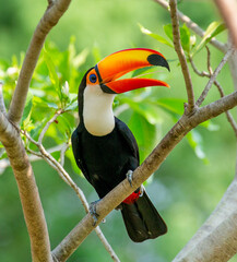 Toco toucan (Ramphastos toco) is sitting on a tree branch. Brazil. Pantanal.