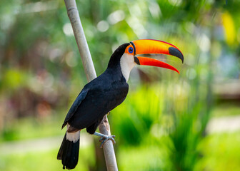 Toco toucan (Ramphastos toco) is sitting on a tree branch. Brazil. Pantanal.