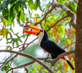Toco toucan (Ramphastos toco) is eating fruit on a tree branch. Brazil. Pantanal.