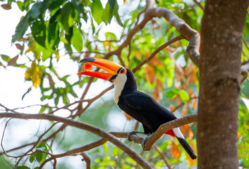 Toco toucan (Ramphastos toco) is eating fruit on a tree branch. Brazil. Pantanal.