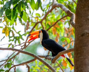Toco toucan (Ramphastos toco) is eating fruit on a tree branch. Brazil. Pantanal.