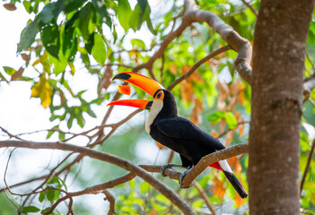 Toco toucan (Ramphastos toco) is eating fruit on a tree branch. Brazil. Pantanal.