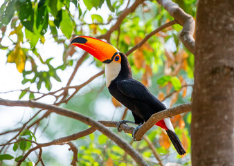Toco toucan (Ramphastos toco) is sitting on a tree branch. Brazil. Pantanal.