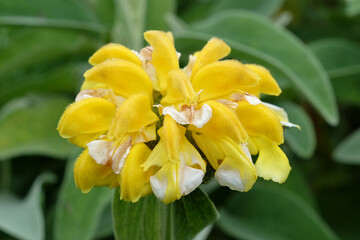 Obraz premium Yellow Phlomis chrysophylla, Gold leaf Jerusalem sage in flower.
