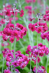 Purple Primula pulverulenta, also known as mealy primrose, in flower.