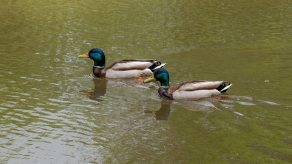 ducks in the lake