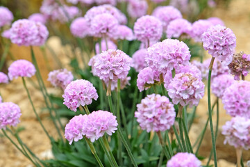 Obraz premium Armeria pseudarmeria ‘Sweet Dreams’, also known as lady’s cushion, thrift, or sea pink in flower.