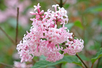 Pale pink lilac Syringa josiflexa ‘Bellicent’ in flower.