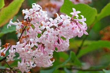 Pale pink lilac Syringa josiflexa ‘Bellicent’ in flower.