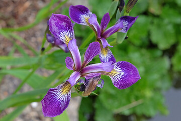 Purple Iris Versicolor, or blue flag iris, &lsquo;Kermesina&rsquo; in flower.
