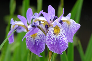 Pale blue Iris Versicolor, or northern blue flag iris, in flower.