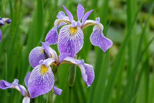 Pale blue Iris Versicolor, or northern blue flag iris, in flower.
