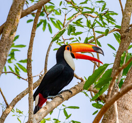 Toco toucan (Ramphastos toco) is sitting on a tree branch. Brazil. Pantanal.