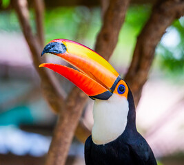 Portrait of Toco toucan (Ramphastos toco) with a big colored beak. Close-up. Brazil. Pantanal.
