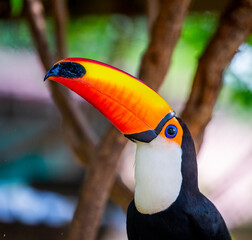 Portrait of Toco toucan (Ramphastos toco) with a big colored beak. Close-up. Brazil. Pantanal.
