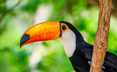 Portrait of Toco toucan (Ramphastos toco) with a big colored beak. Close-up. Brazil. Pantanal.

