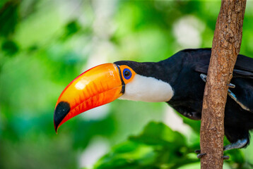Portrait of Toco toucan (Ramphastos toco) with a big colored beak. Close-up. Brazil. Pantanal.
