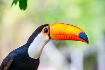 Portrait of Toco toucan (Ramphastos toco) with a big colored beak. Close-up. Brazil. Pantanal.
