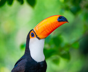 Portrait of Toco toucan (Ramphastos toco) with a big colored beak. Close-up. Brazil. Pantanal.
