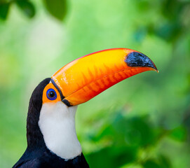 Portrait of Toco toucan (Ramphastos toco) with a big colored beak. Close-up. Brazil. Pantanal.
