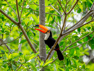 Toco toucan (Ramphastos toco) is sitting on a tree branch. Brazil. Pantanal.