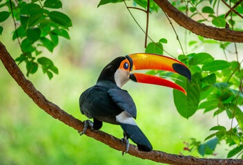 Toco toucan (Ramphastos toco) is sitting on a tree branch. Brazil. Pantanal.