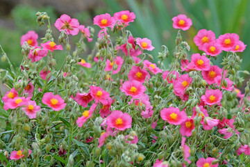 Pink Helianthemum sun rose ‘Ben Ledi’ in flower