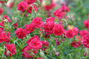 Fototapeta premium Red Helianthemum, common rock rose ‘Cerise Queen’ in flower.