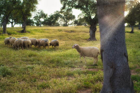 Ovejas paseando por la llanura en libertad